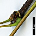SpeciesSub: subsp. sterculiaceum